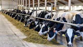 МЗХ определи ставки за помощта за говеда и биволи, доста под исканите от фермерите