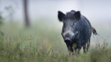 Румънско прасе се опита да донесе африканска чума в България