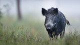 Откриха огнища на африканска чума в Плевен и Русе
