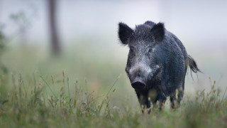 Огнищата на чума по свинете в Румъния станаха близо 800