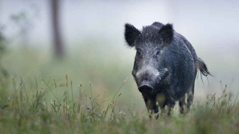 Констатираха два нови случая на чума по свинете в Разградско