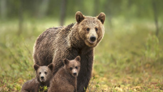 Мерките за опазването на природата и биоразнообразието в Европа вече