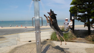 Вчера Австралия регистрира най топлия ден в историята си окакто се