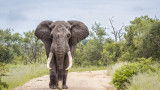 В Ботсвана обмислят да правят храна за домашни животни от слонско месо