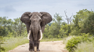 Ботсвана обмисля да отмени забрана за лов на слонове информира