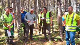 Планират санирана сеч на територии с иглолистни видове, засегнати от съхнене