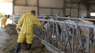 Установиха огнище на бруцелоза във ферма в Кирковско съобщава bTV Заразата