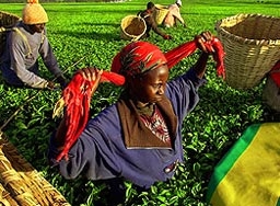 Най-големите производители на чай се обединяват в картел