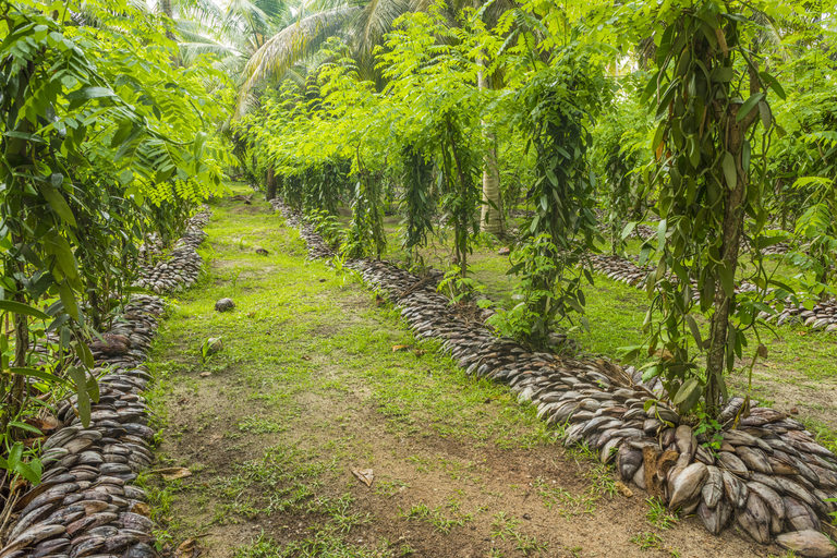 Ванилова ферма