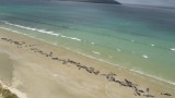  Масова гибел на белуги на плаж в Нова Зеландия 