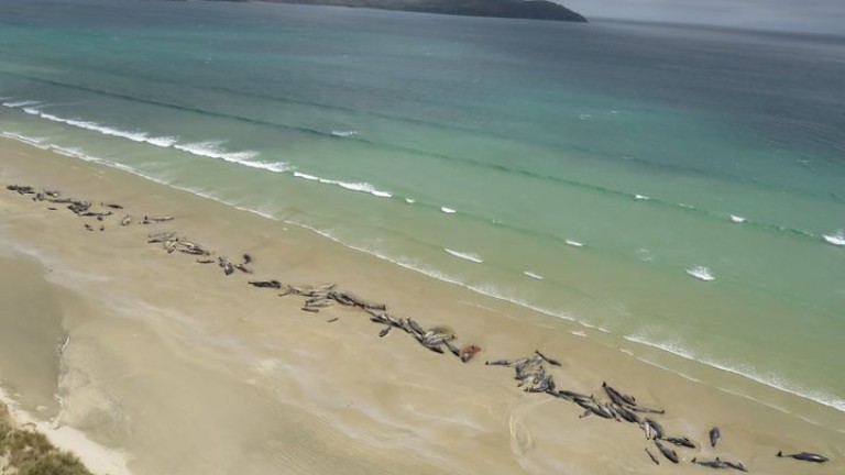 Масова смърт на белуги на плаж в Нова Зеландия