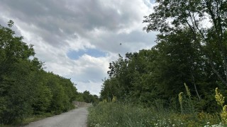 Пореден ден продължава издирването на черния леопард в Шуменско предаде