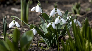 В Източна България ще духа слаб южен вятър в останалите