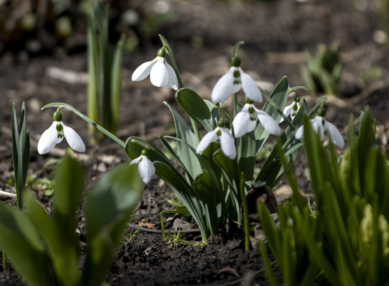 Кокичетата е добре да се садят след прецъфтяване