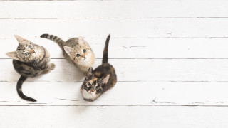 Както вече почти всичко около нас и котките имат свой