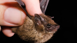 Прилепите отнесоха много негативи покрай коронавирус пандемията А в действителност