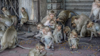 Храмът в Улувату в Бали е мястото където маймуните правят бизнес