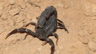 Двама души заподозрени в отглеждане на канабис бяха арестувани в