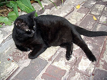 Домашна котка болна от бяс в Цар Калоян