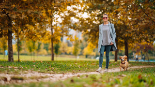 Любовта на германците домашните им любимци кучета е пословична Сега