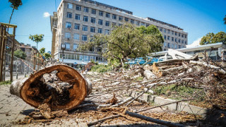 Започна подмяната на стари и изсъхнали дървета в две от
