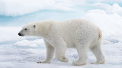 Полярна мечка нападна къмпинг в Норвегия