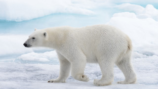 Полярна мечка нападна къмпинг в понеделник в отдалечените арктически острови