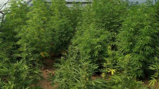 Варненски криминалисти иззеха 110 растения марихуана по време на спецакция