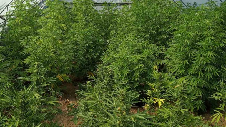 Полицаи откриха 207 растения марихуана в Кюстендил