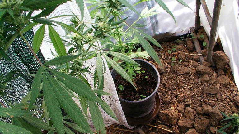 Як зробити марихуану выращивание конопли период вегетативный