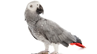 Били Ерик Тайсън Джейд и Елси това са имената