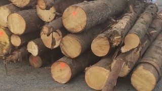 Горски инспектори от София хванаха незаконна строителна дървесина в Самоков