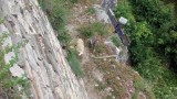 Стадо овце падна от скалите на Царевец заради туристи
