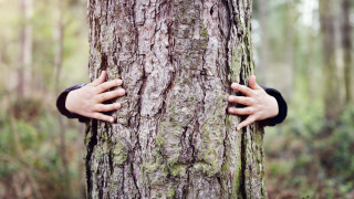 В България са защитени 2198 дървета а тенденцията през последните
