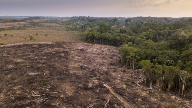 Две трети от тропическите гори по света са унищожени или деградирали