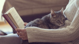 Котките, топлината и защо я обичат толкова много