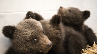 Четиримесечно мече е открито в частен двор на необитаема къща