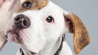 Подемат кампания за намаляване броя на бездомните кучета 