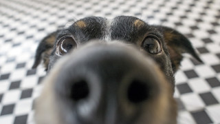 Могат ли кучетата да надушват коронавируса