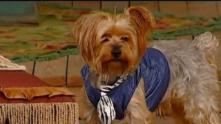 Кучето на Гала предсказа победителя във "ВИП Брадър 2016" (СНИМКИ)