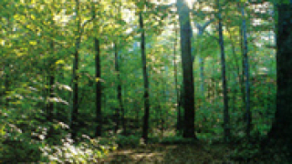 Зелена светлина за Закона за горите