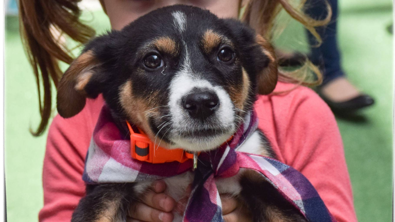 70 кучета осиновени от приютите на "Екоравновесие" през май