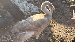 Спасиха лебед от индустриалната зона в Сливен предаде Нова телевизия В