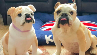 Без съмнение домашните любимци ни носят много радост Те са