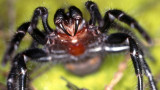  Atrax robustus, финеобразните отровни паяци, пожарите, наводненията в Австралия и какви са следствията от тях 