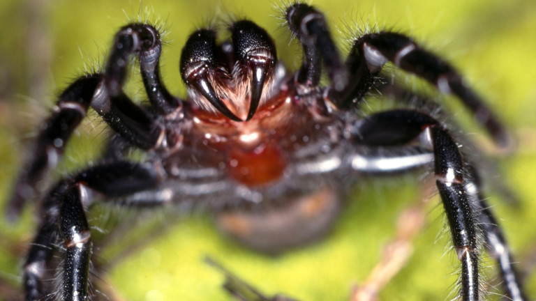 Отровните паяци в Австралия се завръщат