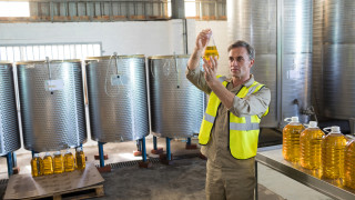 Бабата и дядото на Мануел Ередиа Халкон са засадили маслиновите