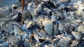 За голямо количество мъртва риба в района на язовир Студен