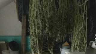 Полицаи иззеха 81 растения марихуана от домашна оранжерия в Димитровград