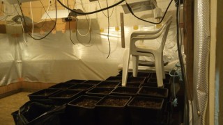 Полицаи разкриха наркооранжерия в Шуменски квартал съобщиха от МВР За